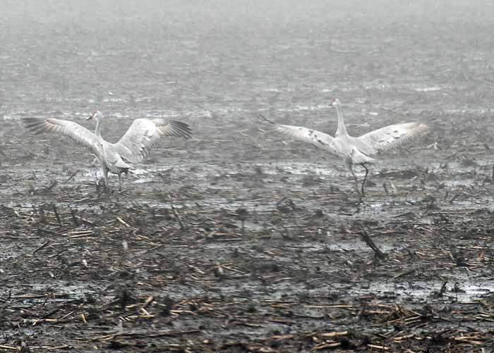 Foggy Delta Dancers