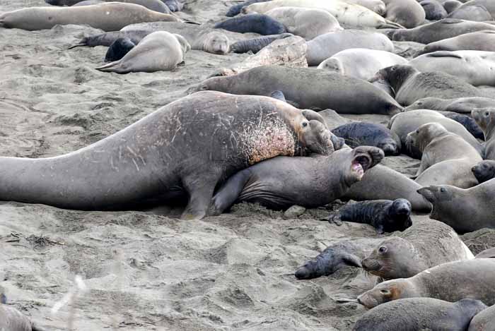 Elephant Seals of Piedras Blanca