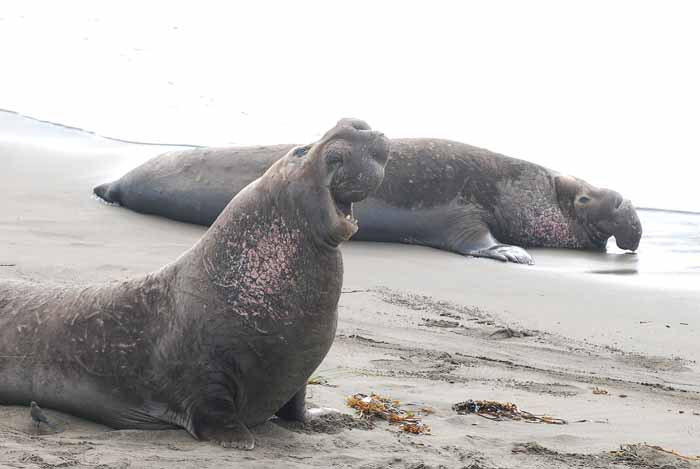 Elephant Seals of Piedras Blanca