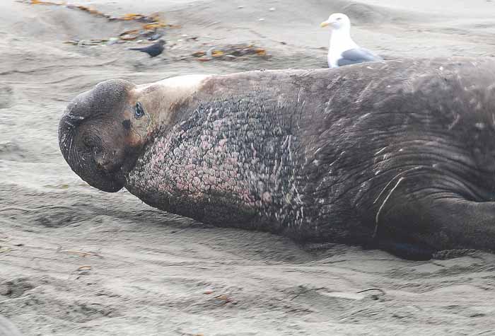 Elephant Seals of Piedras Blanca