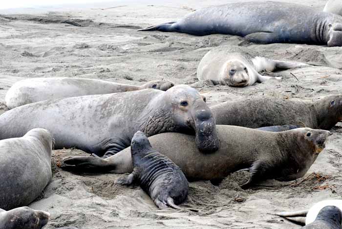 Elephant Seals of Piedras Blanca