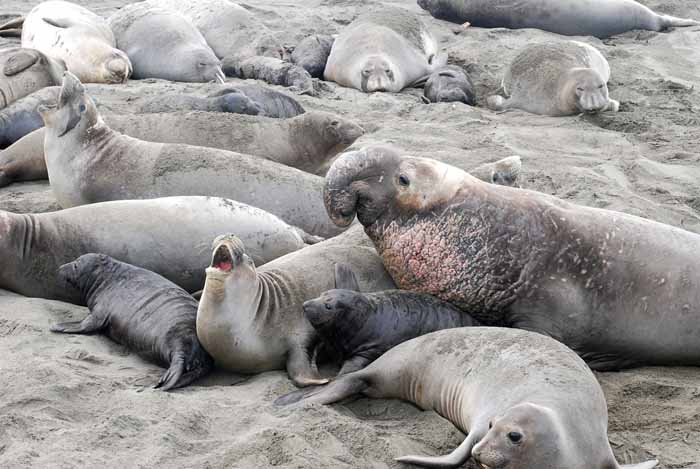 Elephant Seals of Piedras Blanca