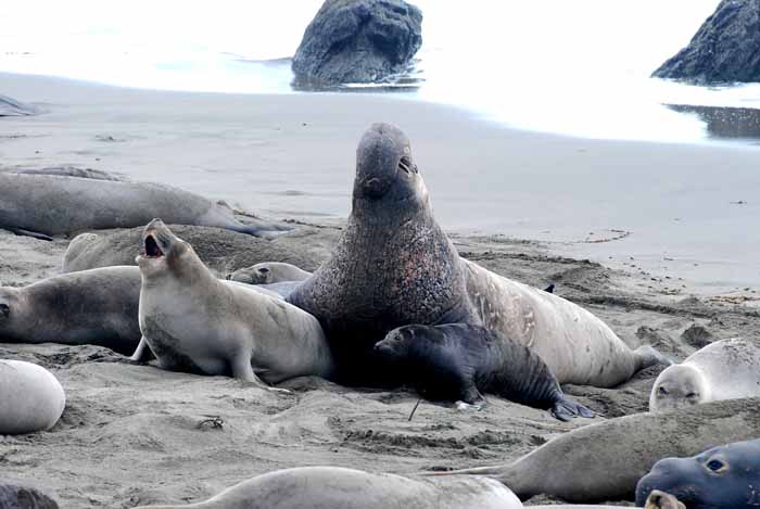 Elephant Seals of Piedras Blanca