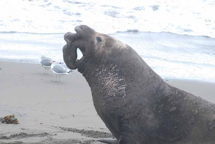 Elephant Seals of Piedras Blanca