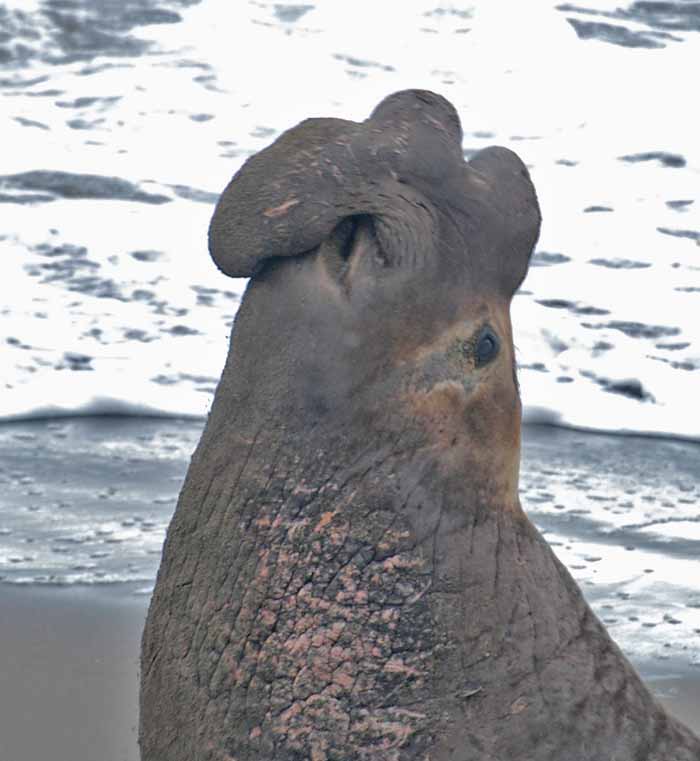 Elephant Seals of Piedras Blancas, 2010