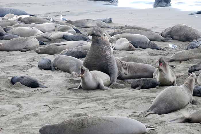 Elephant Seals of Piedras Blanca