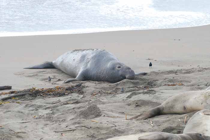 Elephant Seals of Piedras Blanca