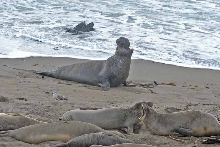 Elephant Seals of Piedras Blanca