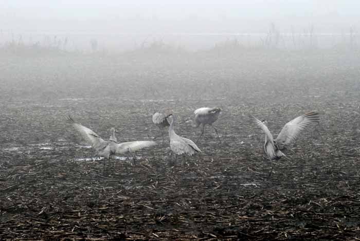 Foggy Delta Dancers