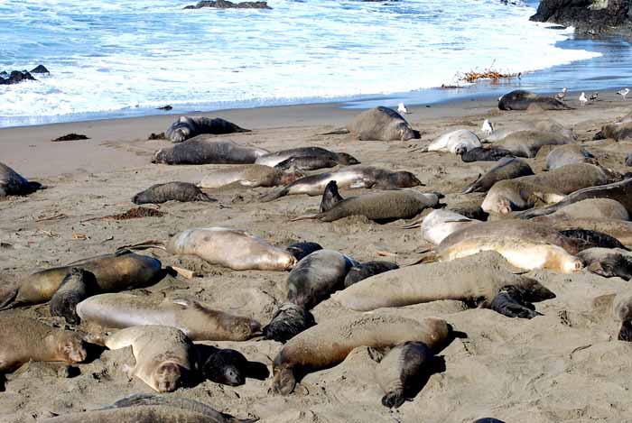 Elephant Seals of Piedras Blanca