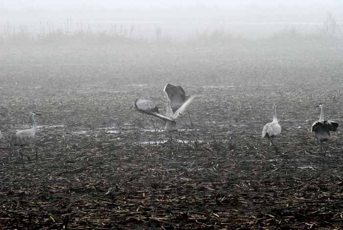 Foggy Delta Dancers