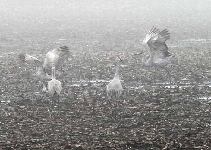 Foggy Delta Dancers