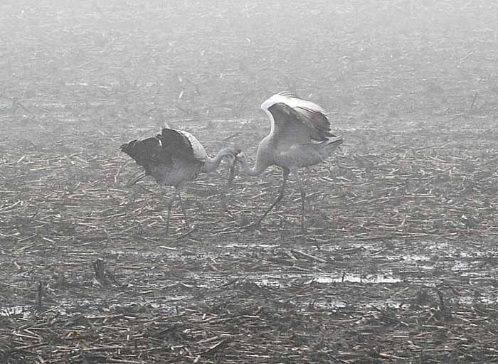 Foggy Delta Dancers