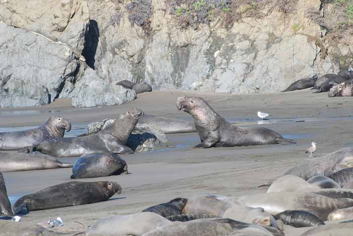 Elephant Seals of Piedras Blanca