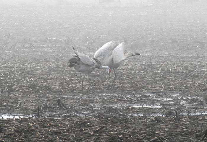 Foggy Delta Dancers