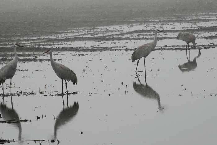 Foggy Delta Dancers