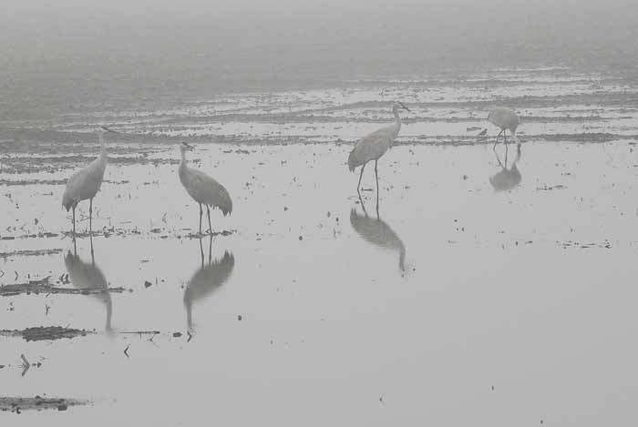 Foggy Delta Dancers