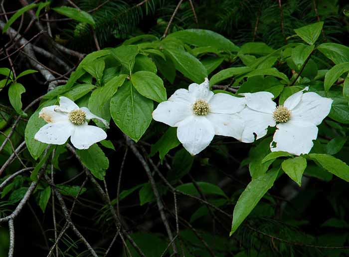 Olympic Peninsula