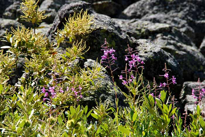 Mt. Lassen National Park