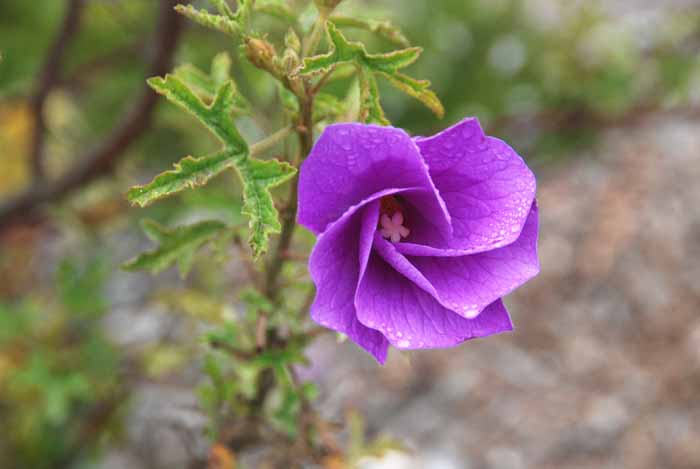 UC Santa Cruz Arboretum