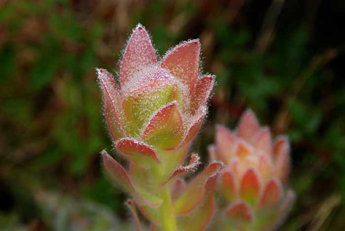 UC Santa Cruz Arboretum