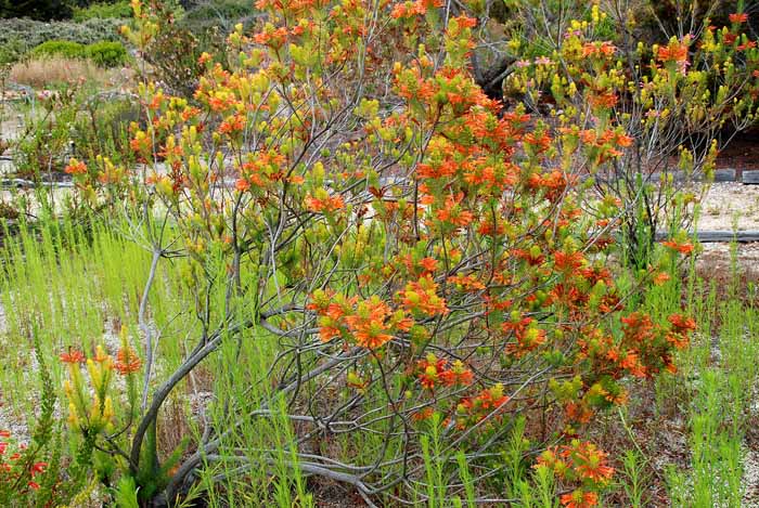 UC Santa Cruz Arboretum