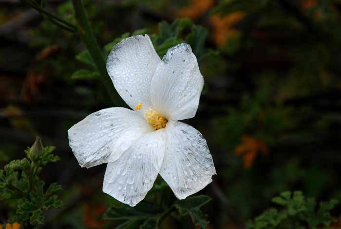 UC Santa Cruz Arboretum