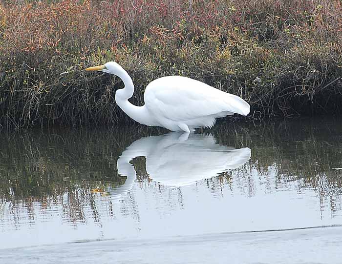 Birds of the Delta