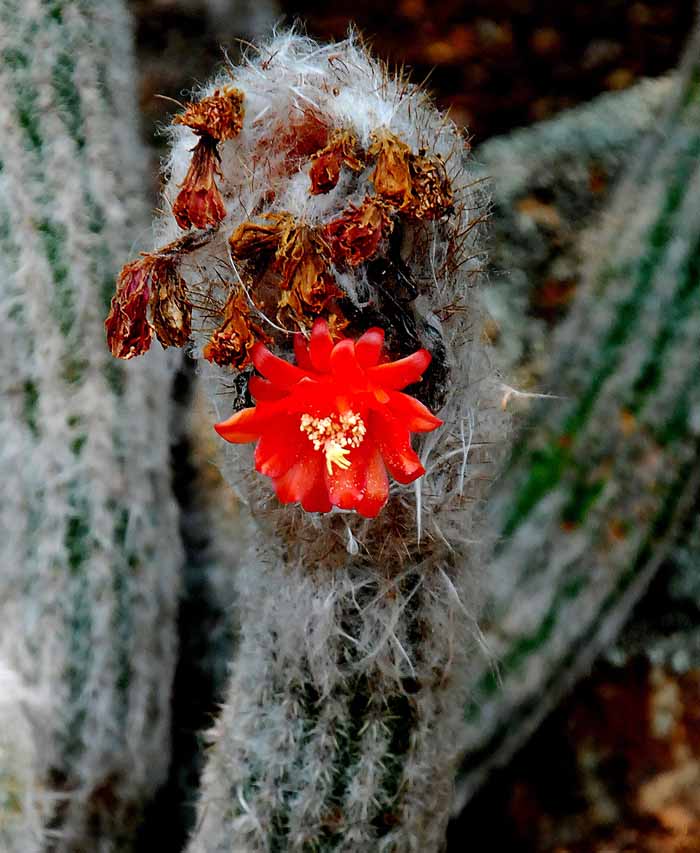 Desert Blooms & Succulents