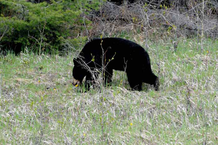 Bears of Banff & Jasper