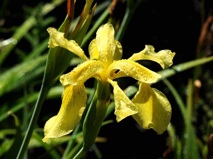 UC Botanical Gardens