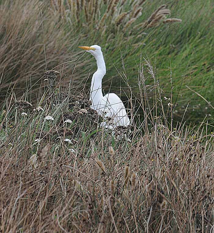 Birds of the Delta