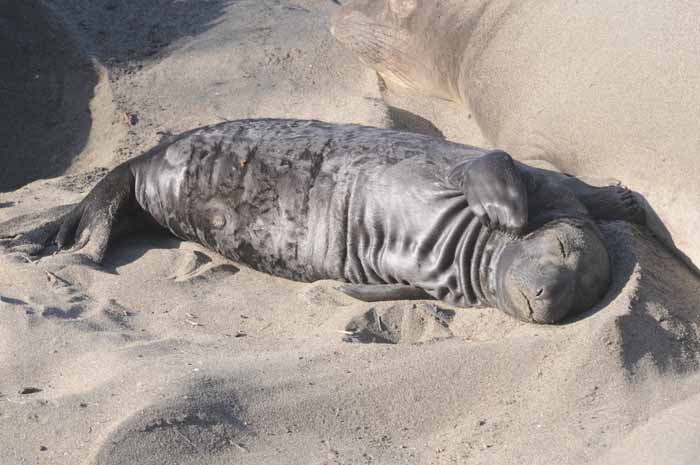 elephant seal newborn