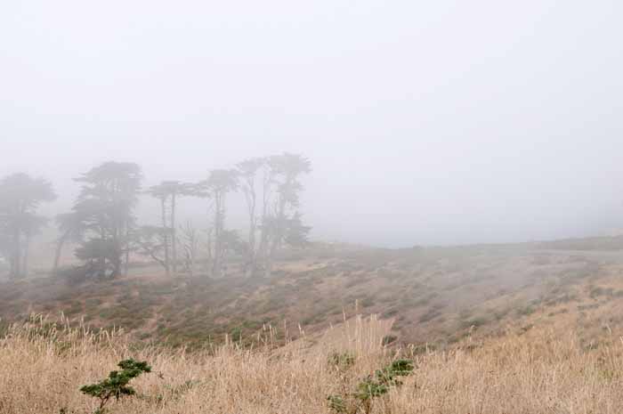 daily fog  bank in Humboldt County.CA