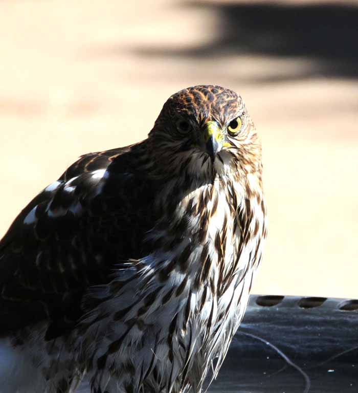 recently, a weekly visitor to a backyard bird bath