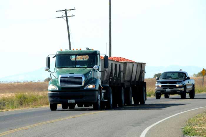 harvest time in the Delta,California