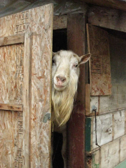 Goat Farm WhatYouWant.jpg