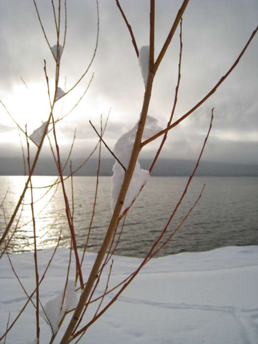 Winter Snowy Willow.jpg