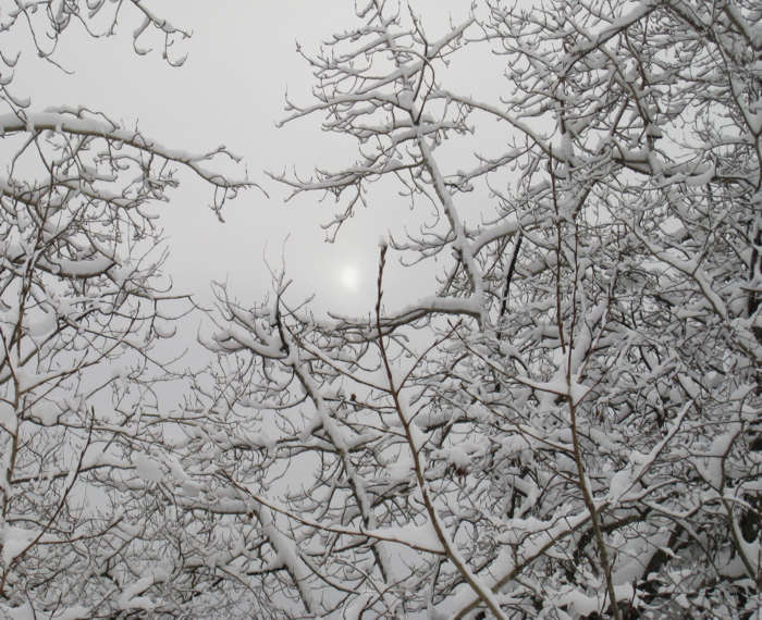 Winter Branches.jpg