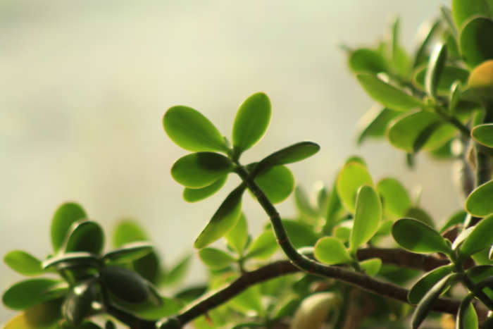 Jade Plant.jpg