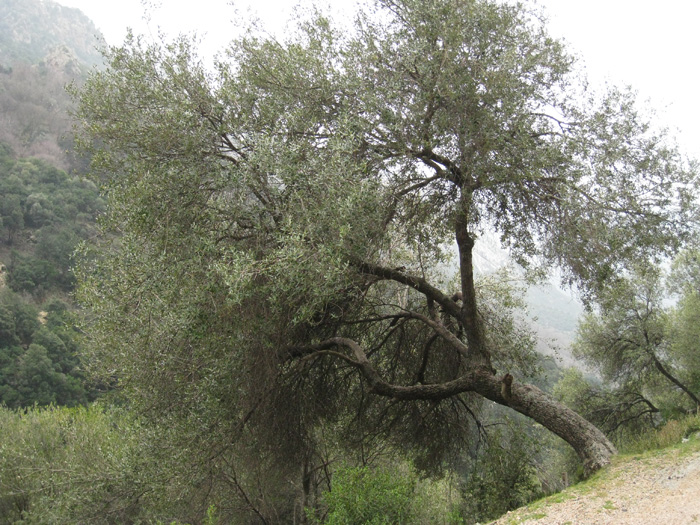 Olive tree.jpg
