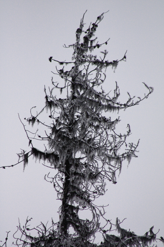 Frosted dead Pine
