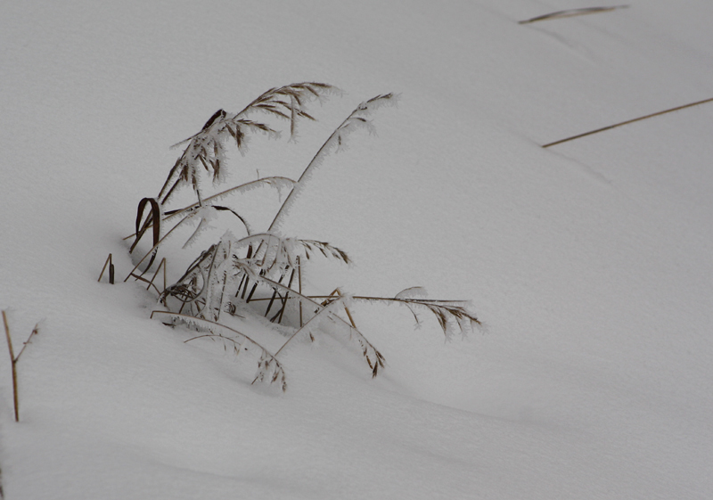 Snowy Grass.jpg