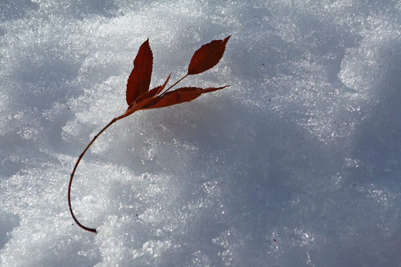 Leaf on Snow.jpg