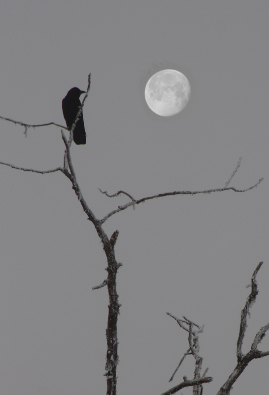 Crow and  Moon