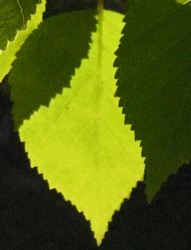 Birch Leaves.jpg