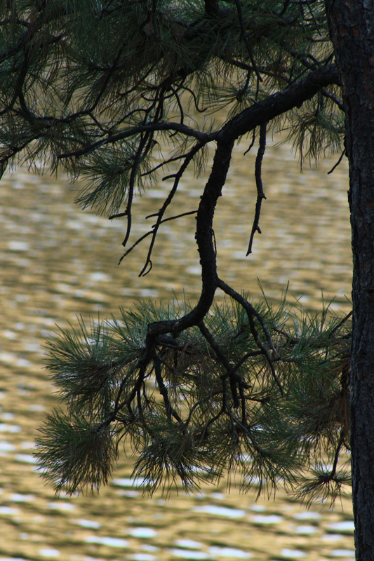 Evening Pine.jpg