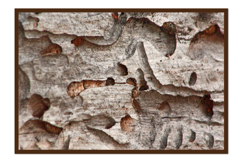 Wood worm condos.jpg