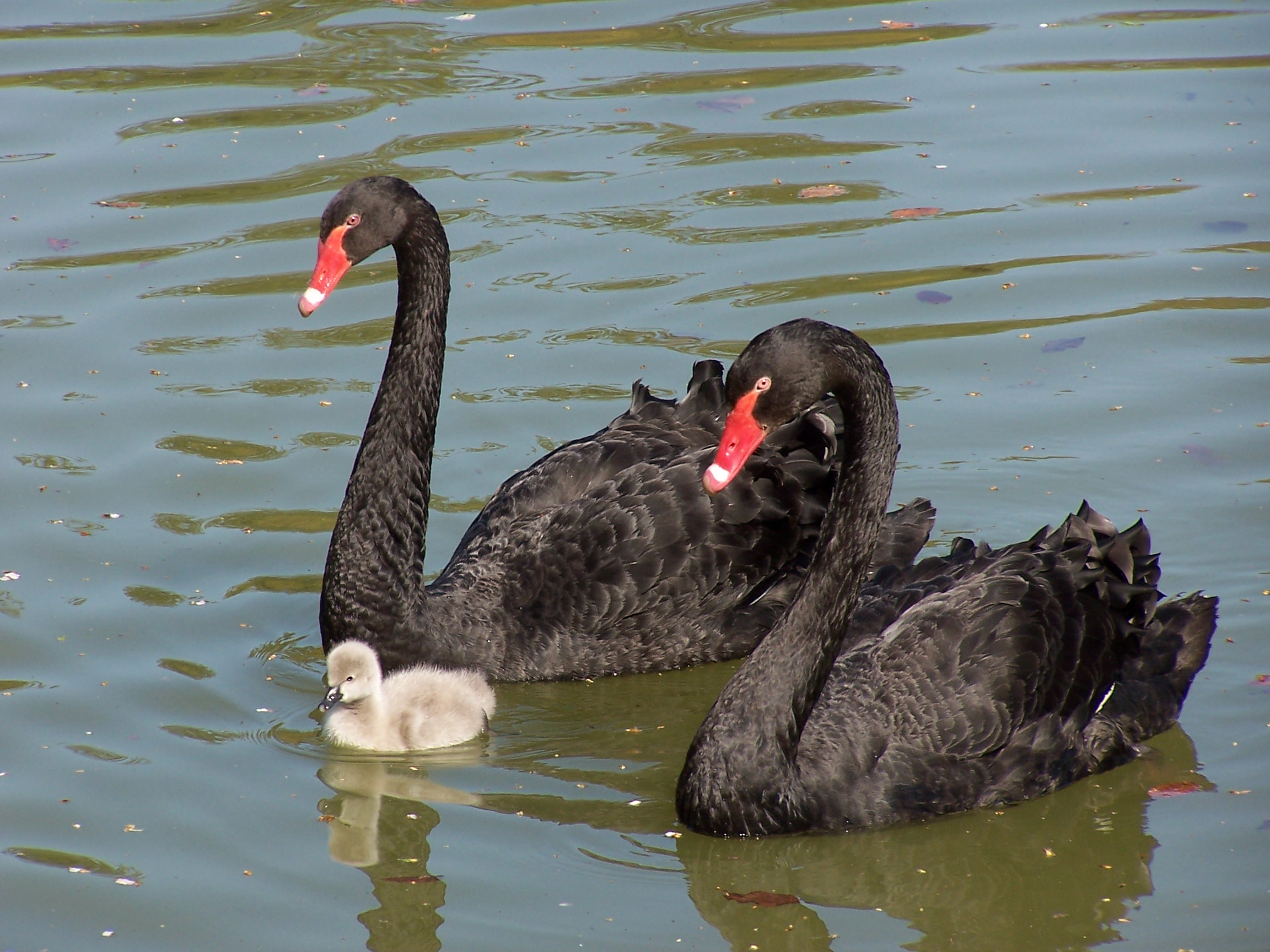 Black Swans