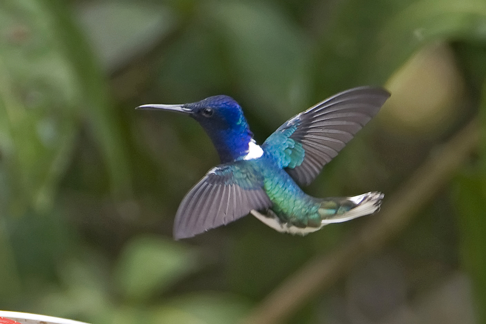 White-necked Jacobin